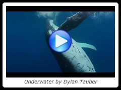 Underwater by Dylan Tauber