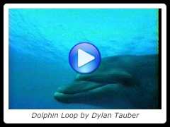 Dolphin Loop by Dylan Tauber